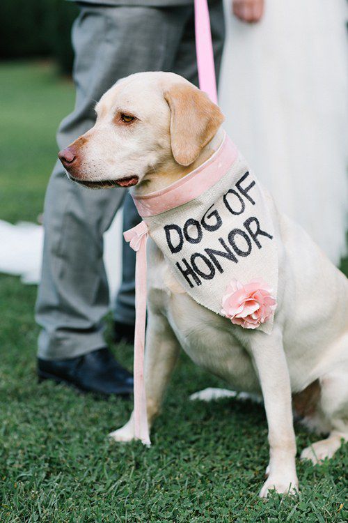 50 Too-Cute Ways to Include Your Pet in Your Wedding including your pets in our cremony dog of honour