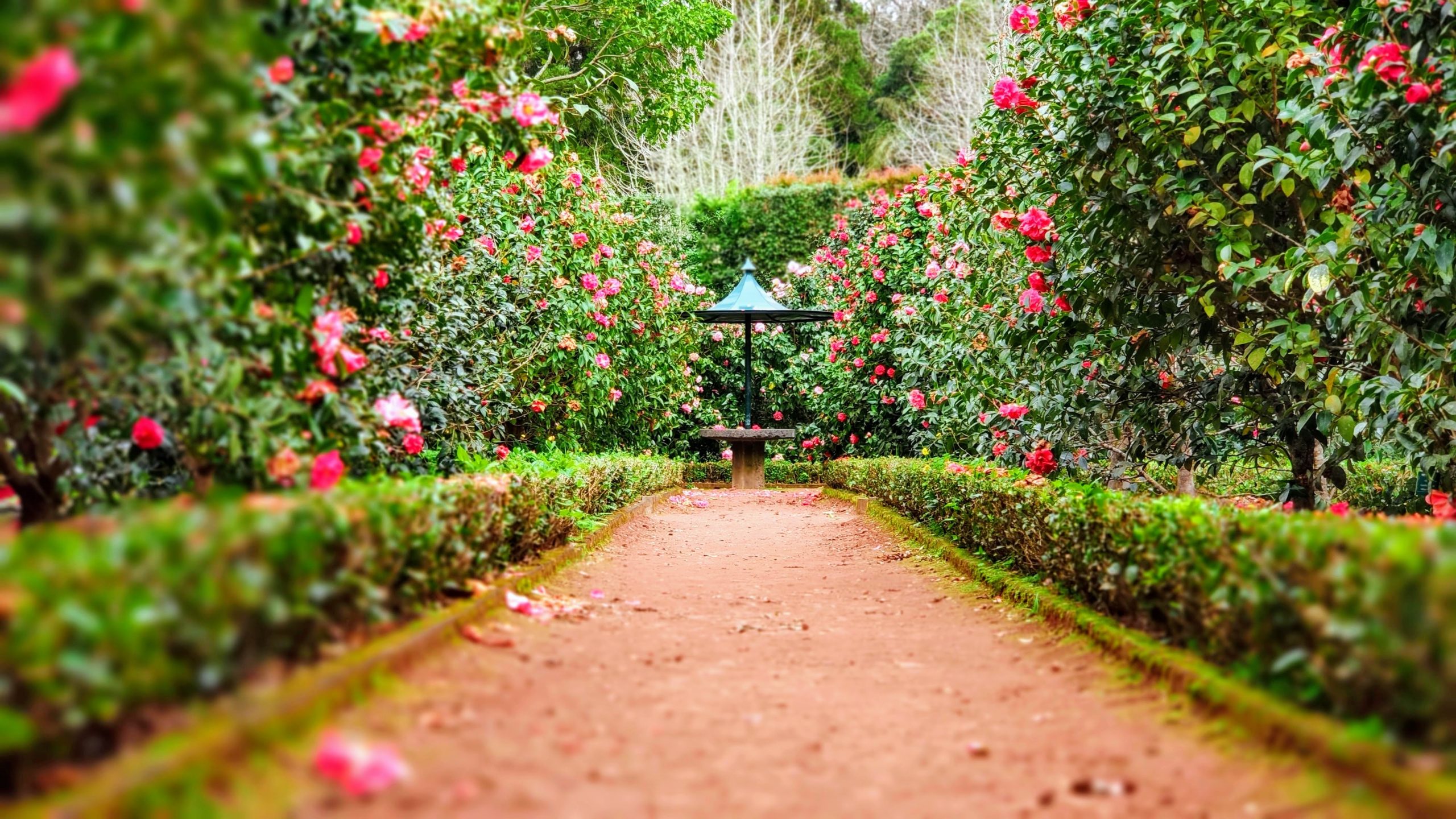 ignacio-correia-1_yycyoMT6g-unsplash garden path with wild flowers on each side family and naming ceremonies in aberdeen