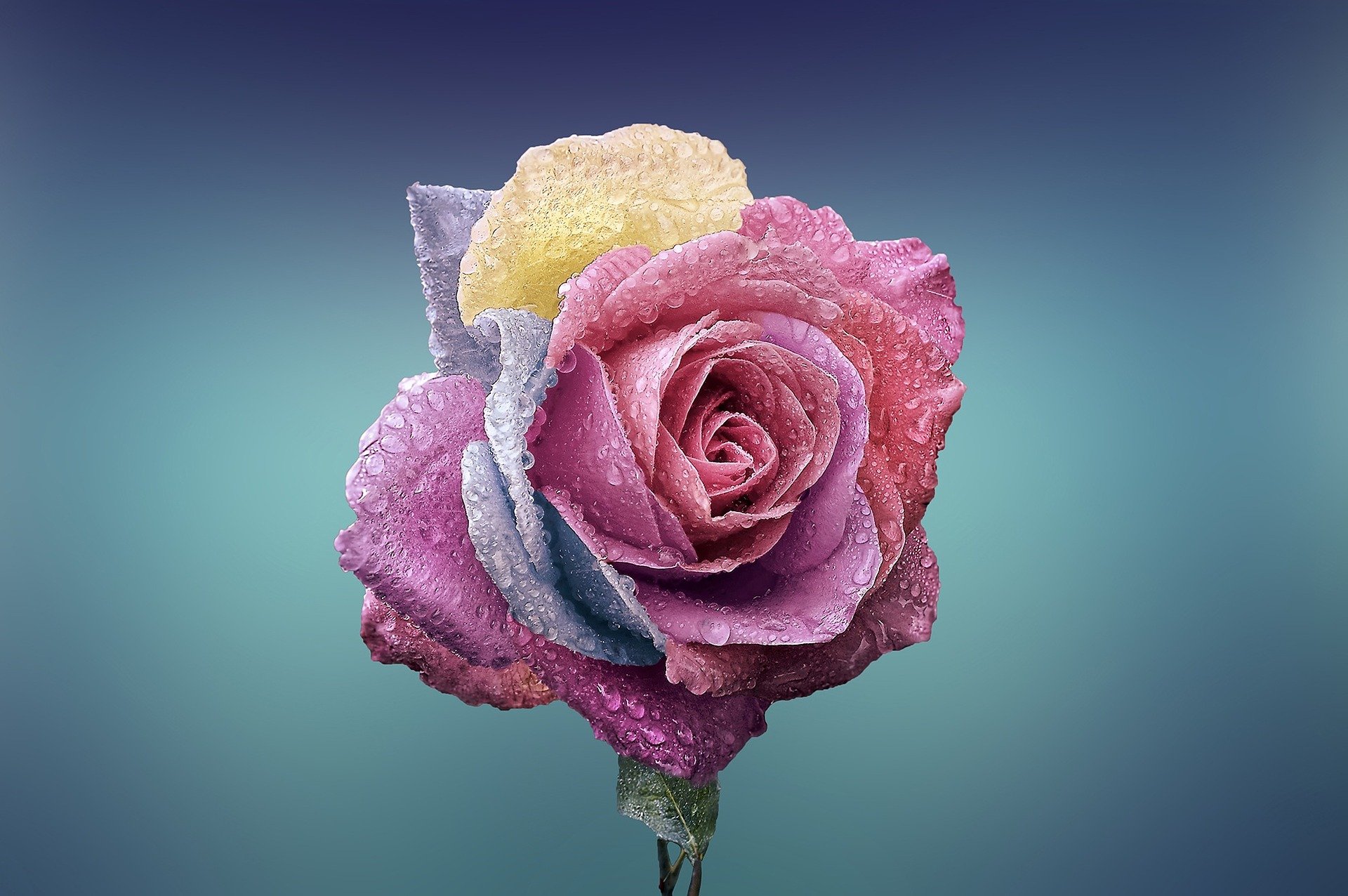 rose-g8f4e2acfd_1920 include your mum in your wedding ceremony
