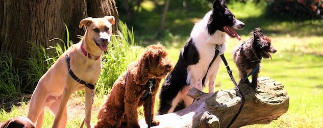 How To Include Your Pet In Your Ceremony