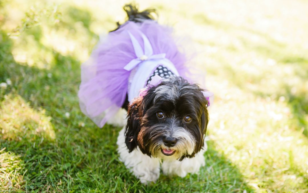 Can I Have My Dog At My Ceremony?