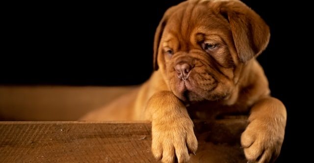 how to include your pet in your ceremony with the celebrant angel aberdeeen how to include your pet in your wedding ceremony with the celebrant angel aberdeen humanist wedding celebrant aberdeen